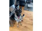 Adopt Dolly a German Shepherd Dog