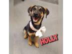Adopt Holly a German Shepherd Dog