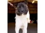 Adopt Naomi a Akita