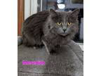 Adopt Meredith a Domestic Long Hair