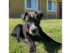 Adopt Tinker Bell a Black Labrador Retriever, Mixed Breed