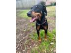 Adopt Carmilla -Coming Soon! a Doberman Pinscher, Rottweiler