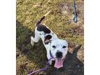 Adopt Thea a American Staffordshire Terrier