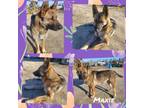Adopt Maxie a German Shepherd Dog, Akita