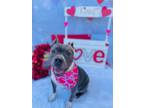 Adopt Bella a American Staffordshire Terrier