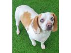 Adopt Coco a Beagle