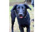 Adopt Dory a Labrador Retriever, German Shepherd Dog