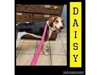 Adopt Daisy a Foxhound