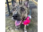 Adopt Penelope a Plott Hound, American Staffordshire Terrier