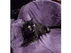 Adopt Duma a Tortoiseshell, Domestic Short Hair