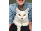 Adopt Gail "Gigi Marie a Turkish Angora, Domestic Medium Hair