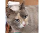 Adopt Duchess "Patches a Siamese, Calico