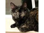 Adopt Andromeda a Maine Coon