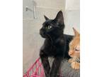 Adopt Raven "Yuma a Bombay, Domestic Short Hair