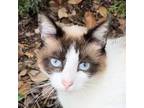 Adopt Chloe a Siamese