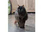 Adopt Wednesday a Norwegian Forest Cat, Domestic Long Hair