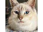 Adopt Wheezy a Siamese