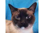 Adopt Pearl a Siamese