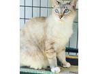 Adopt Paulie Newman a Siamese