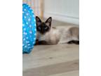 Adopt Princess Kate Jones a Siamese