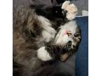 Adopt NadiaBella a Maine Coon, Domestic Long Hair