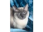 Adopt Ava a Siamese