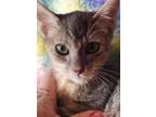 Adopt Thistle a Domestic Short Hair