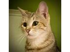 Adopt Giselle a Domestic Short Hair