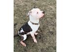 Adopt Chumlee a Pit Bull Terrier