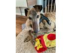 Adopt Maui a Greyhound