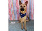 Adopt Logan a Shepherd