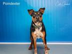 Adopt POINDEXTER a Mixed Breed