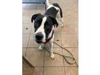 Adopt Moo-Moo (Diamond) a Pit Bull Terrier, Great Dane