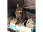 Adopt Cleveland a Tabby