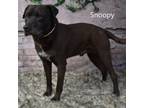 Adopt Snoopy a Pit Bull Terrier