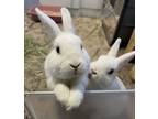 Adopt Rabbit DeNiro and Samuel Hopson a Bunny Rabbit
