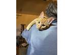 Adopt Orangie a Tabby