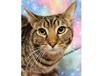 Adopt Tristan - Rancho Cucamonga PetSmart a Domestic Short Hair