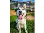 Adopt RENO a Siberian Husky