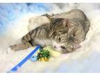 Adopt Ricky a Domestic Short Hair, Tabby