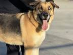 Adopt VALENTINO a German Shepherd Dog