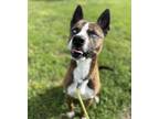Adopt PEANUT BUTTER CUP a Mixed Breed