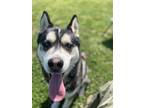 Adopt BOLT a Siberian Husky, Mixed Breed