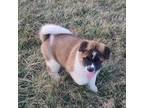 Akita Puppy for sale in Bidwell, OH, USA