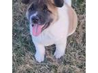 Akita Puppy for sale in Bidwell, OH, USA