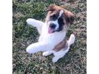 Akita Puppy for sale in Bidwell, OH, USA