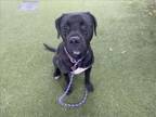 Adopt TITAN a Cane Corso, Mixed Breed