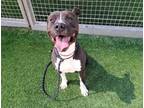 Adopt TONY a Staffordshire Bull Terrier, Mixed Breed