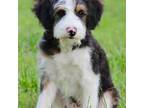 Mutt Puppy for sale in Muskogee, OK, USA