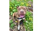 Adopt TURBO a Pit Bull Terrier
